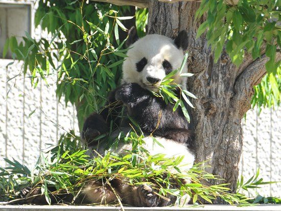 神戸市立王子動物園